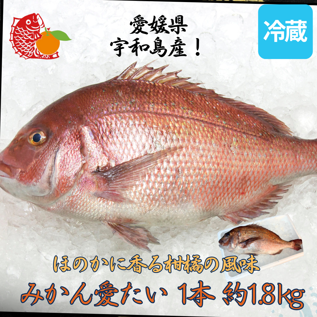 39【柑橘香る愛媛のブランド鯛】みかん愛たい 1.8kg 1本もの | 活〆 産地直送(選べる下処理)冷蔵便