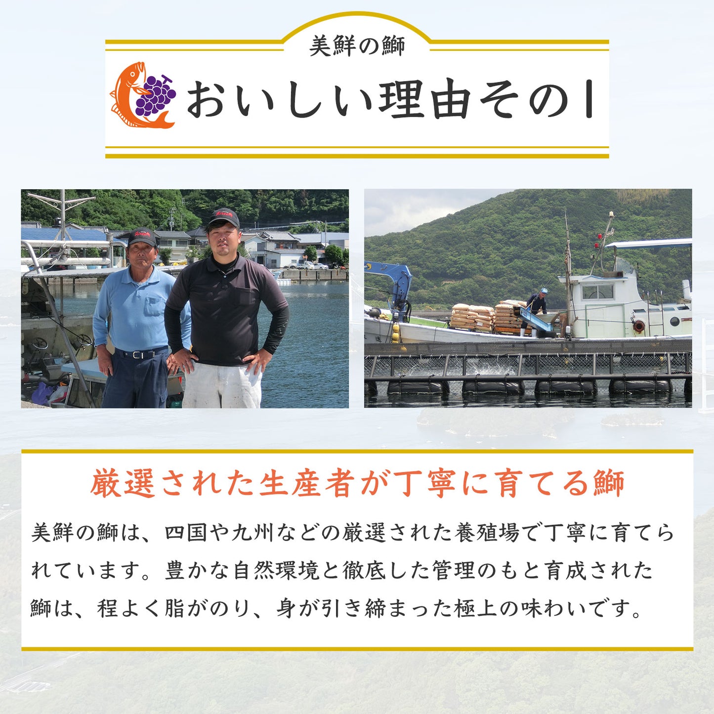 ①【愛媛のブランド鰤 美鮮の鰤】刺身用まるごと1本(約5kg)|活〆・下処理選択可|産地直送・冷蔵便
