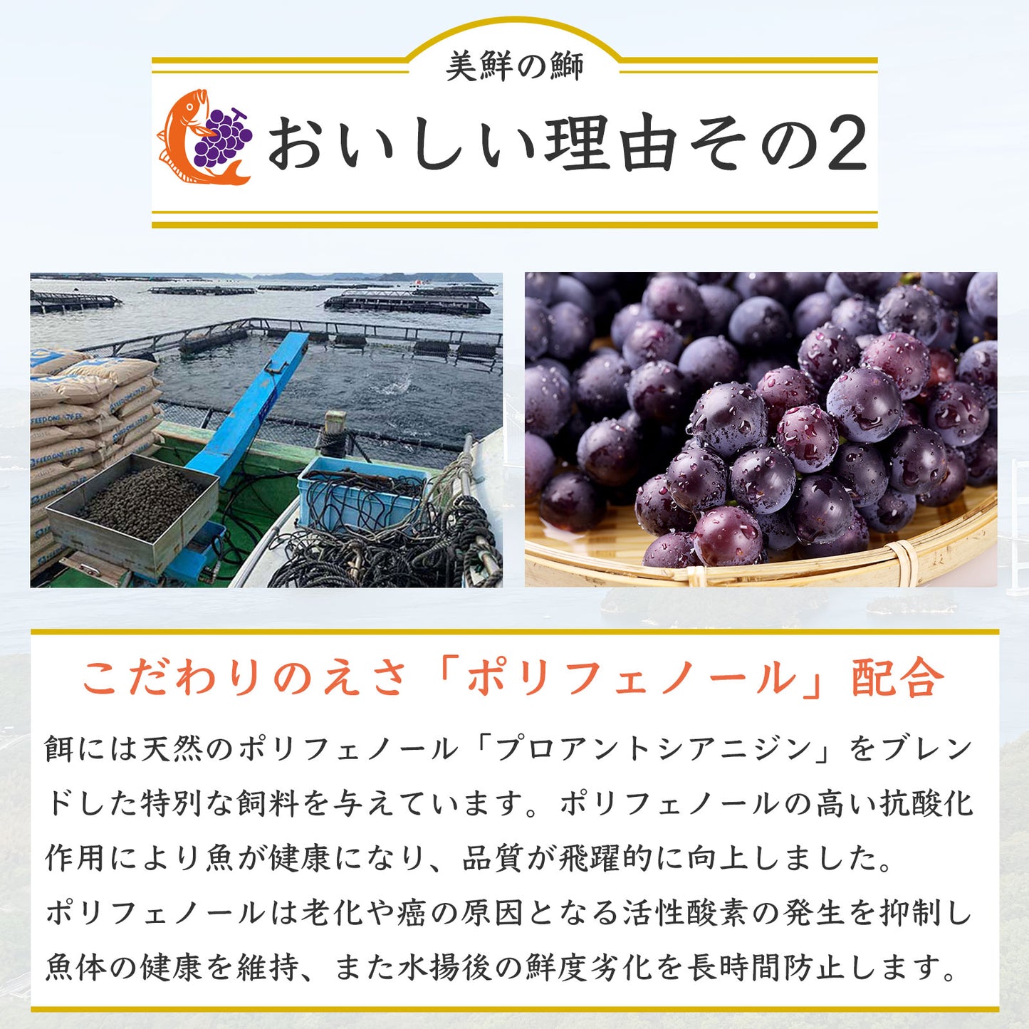 ④【愛媛のブランド鰤 美鮮の鰤】ポリフェノールで鮮度長持ち!ハーフロイン 約290g(1パック)|産地直送|冷蔵便
