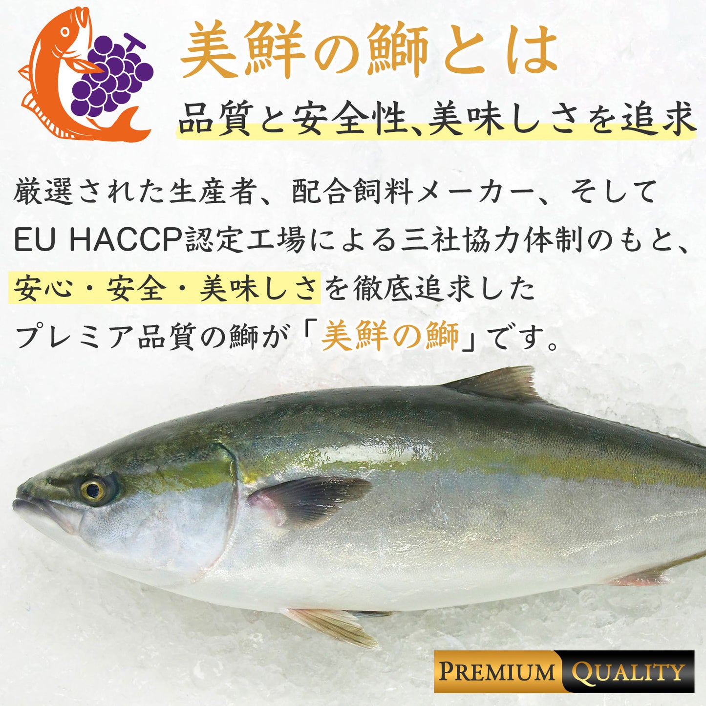 ④【愛媛のブランド鰤 美鮮の鰤】ポリフェノールで鮮度長持ち!ハーフロイン 約290g(1パック)|産地直送|冷蔵便