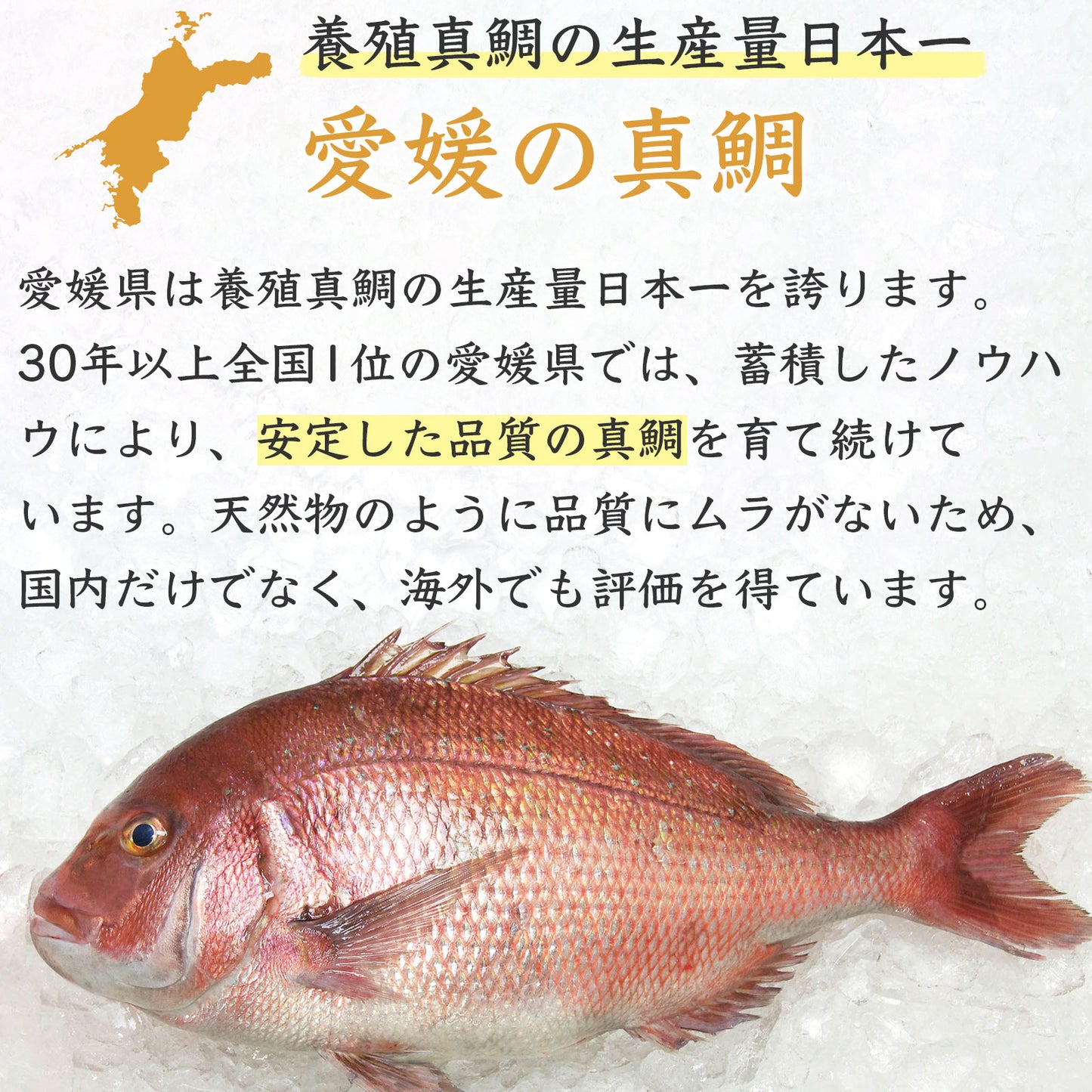 ㉑【愛媛のブランド鯛 美鮮の鯛】お祝いに最適 1.8kg一本|活〆 産地直送 冷蔵便