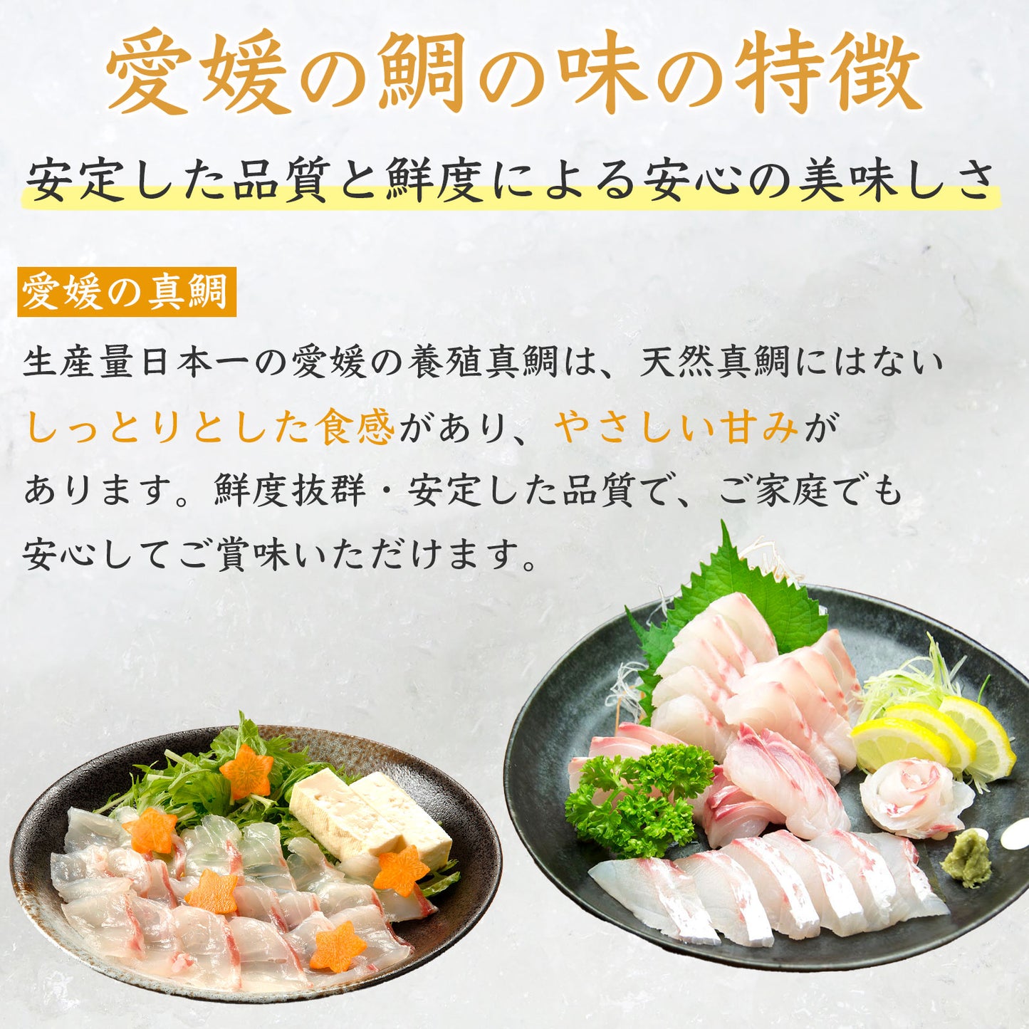 ㉑【愛媛のブランド鯛 美鮮の鯛】お祝いに最適 1.8kg一本|活〆 産地直送 冷蔵便