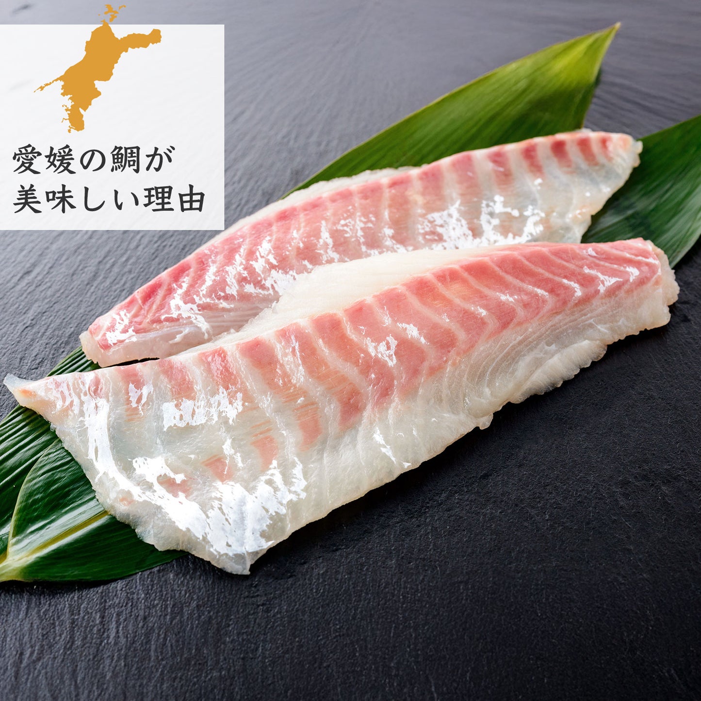 ㉑【愛媛のブランド鯛 美鮮の鯛】お祝いに最適 1.8kg一本|活〆 産地直送 冷蔵便