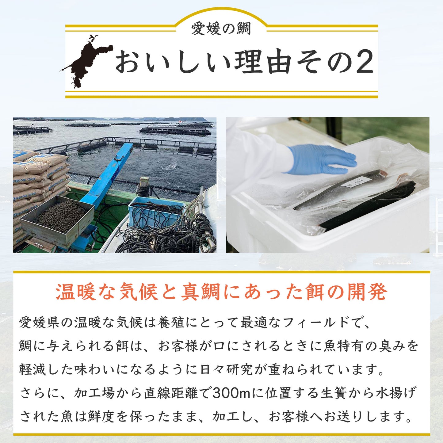 ㉔【愛媛のブランド鯛 美鮮の鯛】スキンレスロイン 約280g(140g×2パック)|産地直送 活〆・皮なし 骨抜き済|冷蔵便