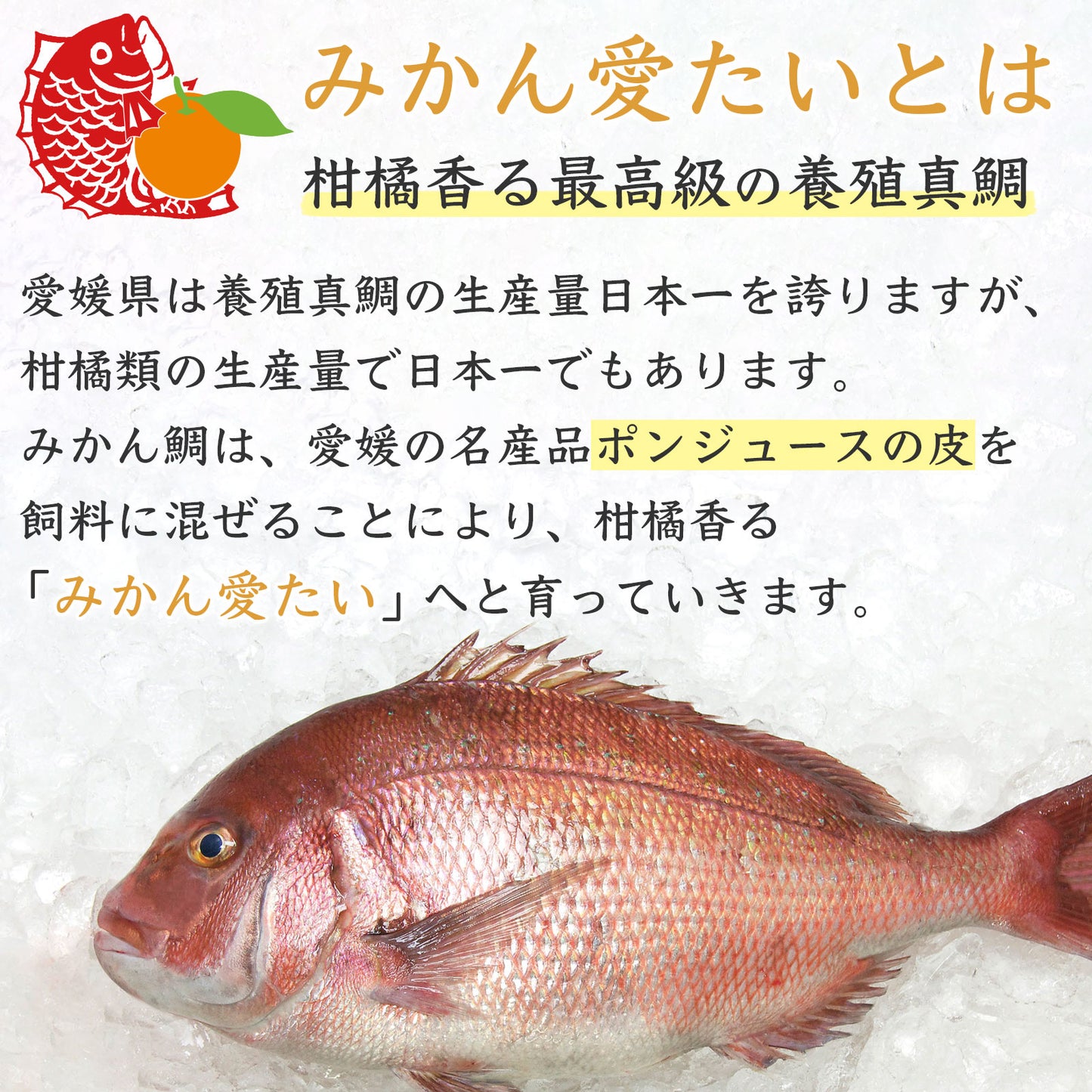 39【柑橘香る愛媛のブランド鯛】みかん愛たい 1.8kg 1本もの | 活〆 産地直送(選べる下処理)冷蔵便
