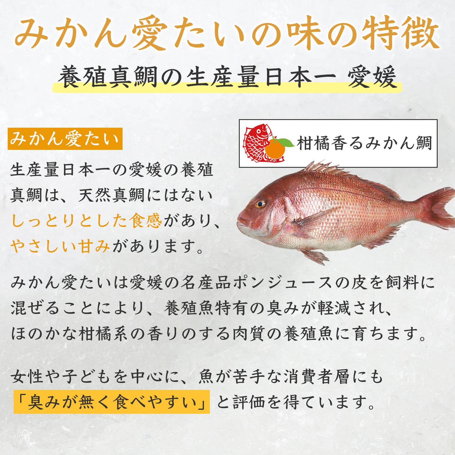 39【柑橘香る愛媛のブランド鯛】みかん愛たい 1.8kg 1本もの | 活〆 産地直送(選べる下処理)冷蔵便