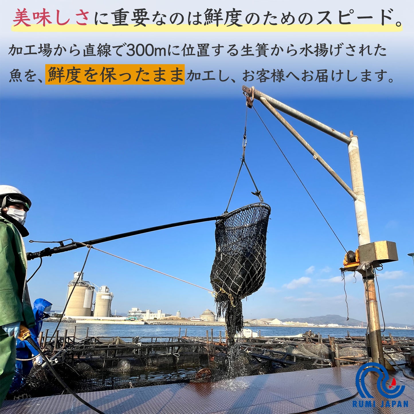 39【柑橘香る愛媛のブランド鯛】みかん愛たい 1.8kg 1本もの | 活〆 産地直送(選べる下処理)冷蔵便
