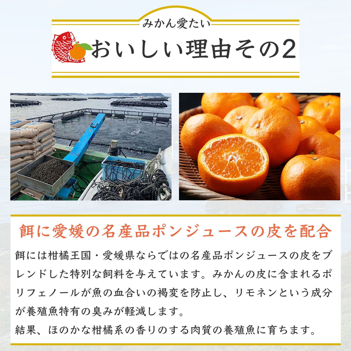 39【柑橘香る愛媛のブランド鯛】みかん愛たい 1.8kg 1本もの | 活〆 産地直送(選べる下処理)冷蔵便