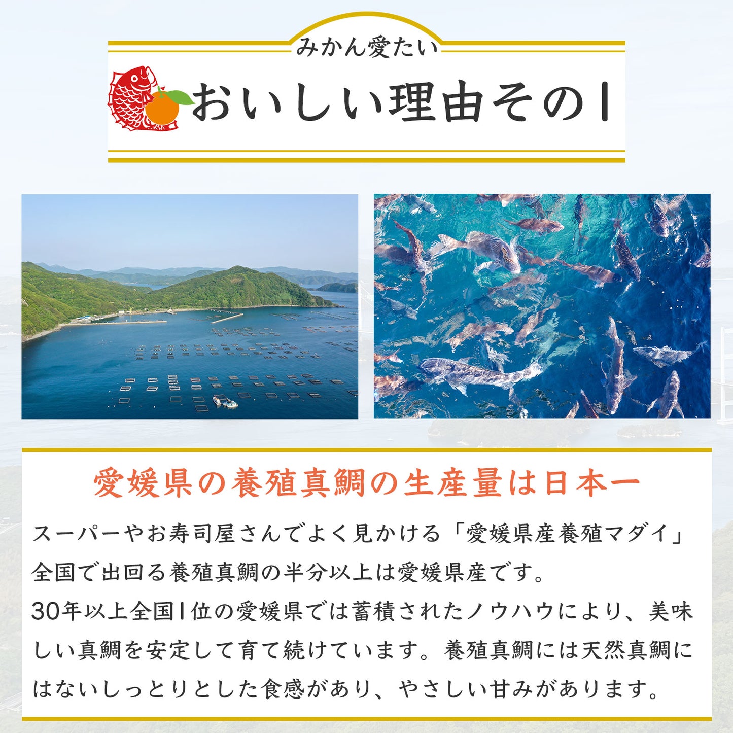 42【愛媛のブランド真鯛 みかん愛たい】柑橘香るスキンレスロイン 約280g(2パック)|産地直送 |冷蔵便
