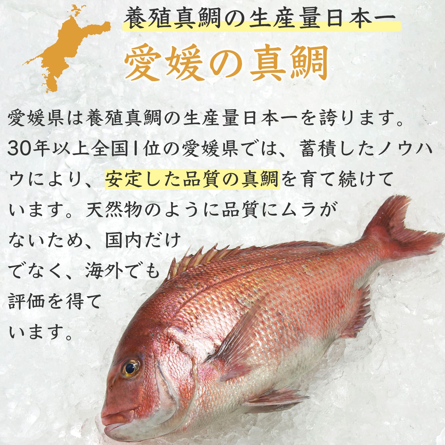 34【愛媛のブランド鯛 美鮮の鯛】お出汁にさっと潜らせるだけ!絶品タイしゃぶスライス 140g×2パック(計280g)|刺身でもOK・冷凍便