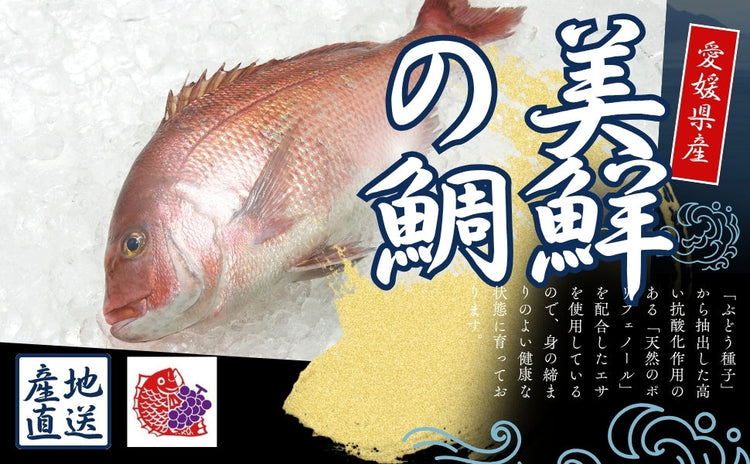 美鮮の鯛