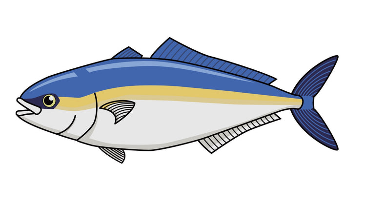 セミドレス(丸ごと一本で、内臓除去) – 愛媛鮮魚店