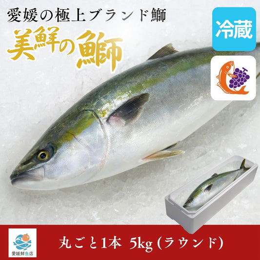 【愛媛のブランド鰤 美鮮の鰤】刺身用まるごと1本 ラウンド（ 約5kg）｜活〆｜産地直送・冷蔵便  【No.01】