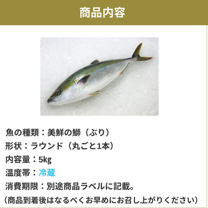 【愛媛のブランド鰤 美鮮の鰤】刺身用まるごと1本 ラウンド（ 約5kg）｜活〆｜産地直送・冷蔵便  【No.01】