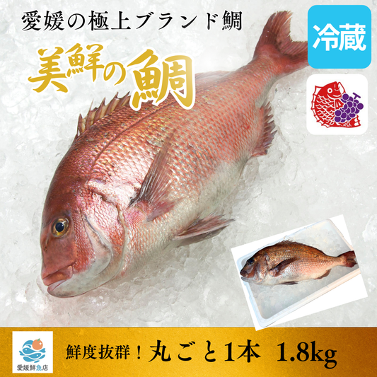 ㉑【愛媛のブランド鯛 美鮮の鯛】お祝いに最適 1.8kg一本｜活〆 産地直送 冷蔵便