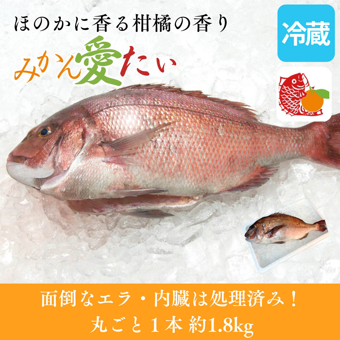 【刺身用】愛媛県産「みかん愛たい」1本もの セミドレス（約1.8kg／下処理後 約1.2kg）｜活〆・エラ/内臓除去済み｜産地直送・冷蔵便【No.34】