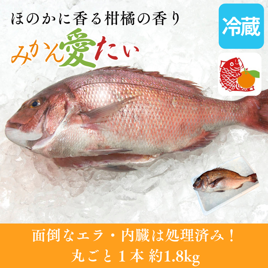 【刺身用】愛媛県産「みかん愛たい」1本もの セミドレス（約1.8kg／下処理後 約1.2kg）｜活〆・エラ/内臓除去済み｜産地直送・冷蔵便【No.34】