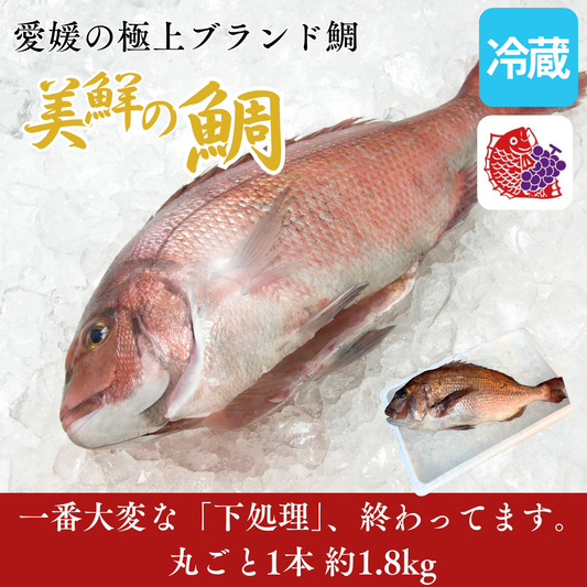 【刺身用】愛媛県産「美鮮の鯛」1本もの セミドレス（約1.8kg／下処理後 約1.2kg）｜活〆・エラ/内臓除去済み｜お祝い料理に最適｜産地直送・冷蔵便【No.19】