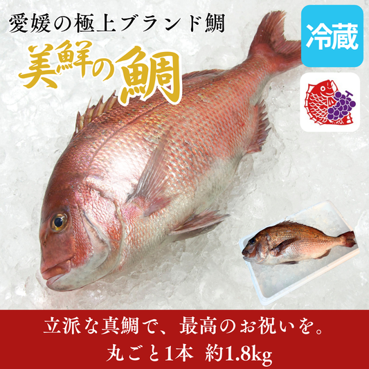 【刺身用】愛媛県産「美鮮の鯛」丸ごと1本 ラウンド（約1.8kg）｜活〆｜お祝い料理に最適｜産地直送・冷蔵便【No.18】