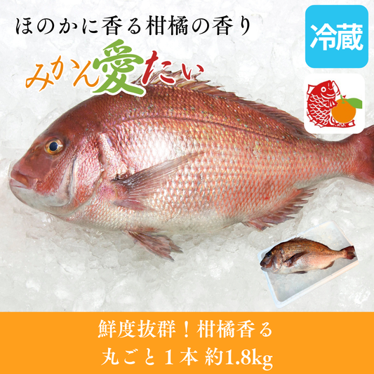 【刺身用】愛媛県産「みかん愛たい」丸ごと1本 ラウンド（約1.8kg）｜活〆｜柑橘香る旨み｜産地直送・冷蔵便【No.33】