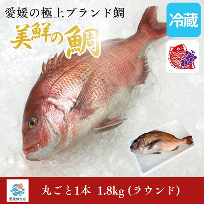 【愛媛のブランド鯛 美鮮の鯛】お祝いに最適 1.8kg一本｜活〆 産地直送 冷蔵便  【No.18】