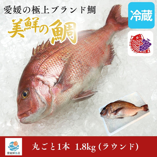 【愛媛のブランド鯛 美鮮の鯛】お祝いに最適 1.8kg一本｜活〆 産地直送 冷蔵便  【No.18】