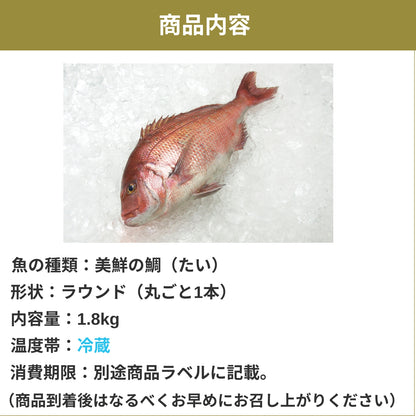 【愛媛のブランド鯛 美鮮の鯛】お祝いに最適 1.8kg一本｜活〆 産地直送 冷蔵便  【No.18】