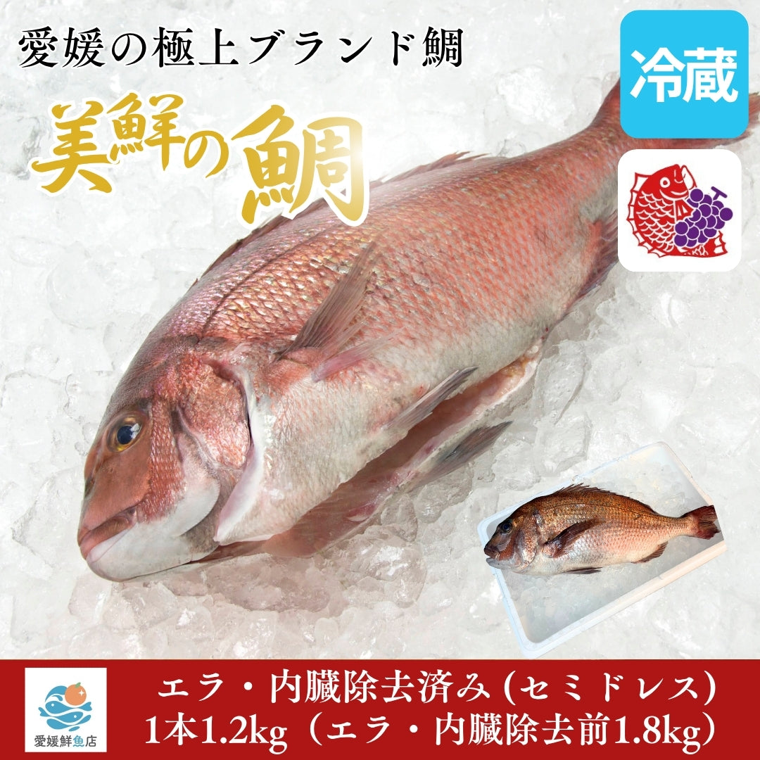 【愛媛のブランド鯛 美鮮の鯛】お祝いに最適 1.8kgサイズ1本  エラ・内臓除去済み セミドレス （除去後1.2kg）｜活〆 産地直送 冷蔵便  【No.19】