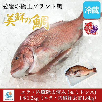 【愛媛のブランド鯛 美鮮の鯛】お祝いに最適 1.8kgサイズ1本  エラ・内臓除去済み セミドレス （除去後1.2kg）｜活〆 産地直送 冷蔵便  【No.19】