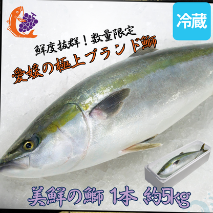 ①【愛媛のブランド鰤 美鮮の鰤】刺身用まるごと1本（約5kg）｜活〆・下処理選択可｜産地直送・冷蔵便