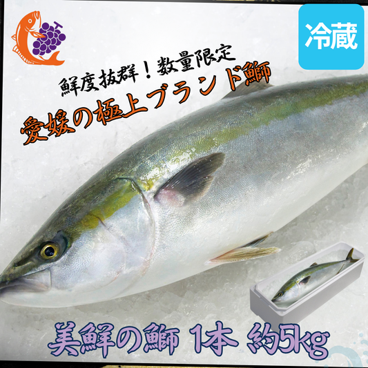 ①【愛媛のブランド鰤 美鮮の鰤】刺身用まるごと1本（約5kg）｜活〆・下処理選択可｜産地直送・冷蔵便