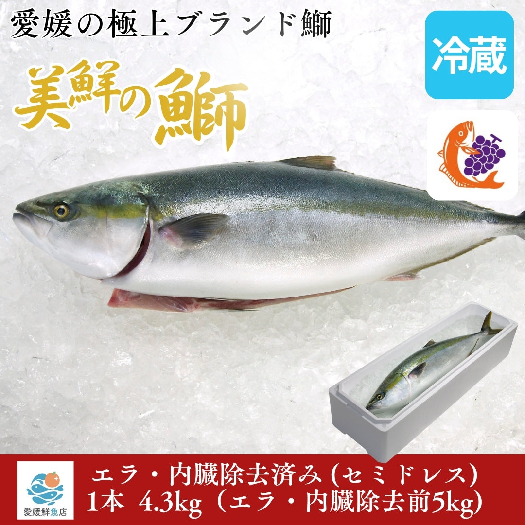 【愛媛のブランド鰤 美鮮の鰤】刺身用1本5㎏サイズ エラ・内臓除去済み セミドレス（ 除去後4.3kg）｜活〆・下処理済み｜産地直送・冷蔵便  【No.02】