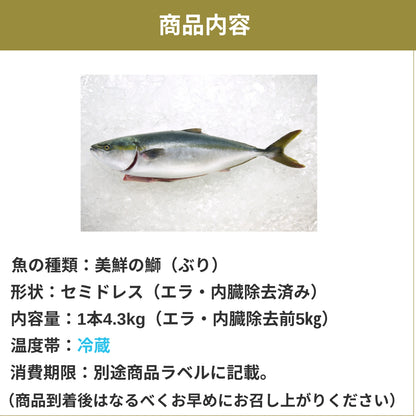 【愛媛のブランド鰤 美鮮の鰤】刺身用1本5㎏サイズ エラ・内臓除去済み セミドレス（ 除去後4.3kg）｜活〆・下処理済み｜産地直送・冷蔵便  【No.02】