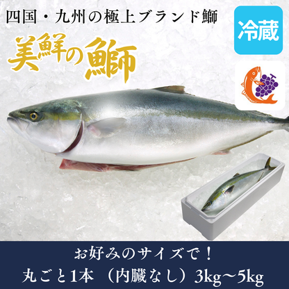 【刺身用】四国・九州産「美鮮の鰤」1本もの セミドレス（約3〜5kgサイズ／下処理後 約2.6〜4.3kg）｜活〆・エラ/内臓除去済み｜産地直送・冷蔵便【No.02】