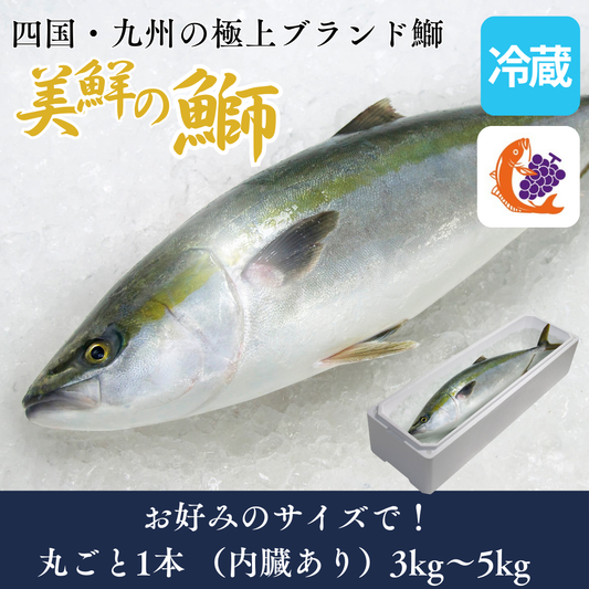 【刺身用】四国・九州産「美鮮の鰤」まるごと1本（ラウンド／約3.0〜5kg）｜活〆・産地直送・冷蔵便【No.01】