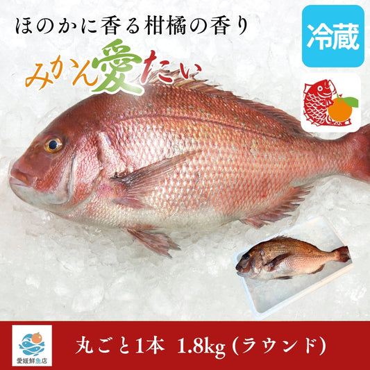 【柑橘香る愛媛のブランド鯛】みかん愛たい 1.8kg 丸ごと1本 ラウンド｜活〆｜産地直送 冷蔵便  【No.33】