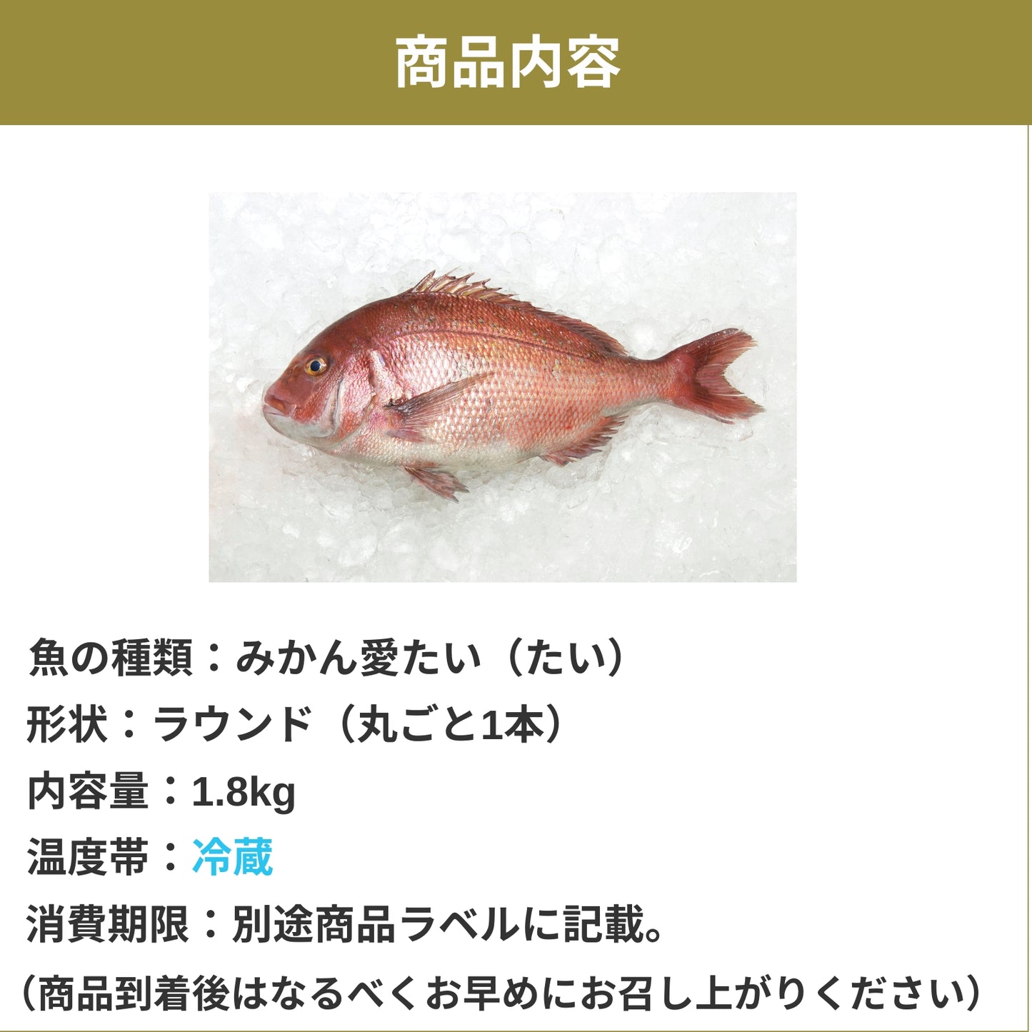 【柑橘香る愛媛のブランド鯛】みかん愛たい 1.8kg 丸ごと1本 ラウンド｜活〆｜産地直送 冷蔵便  【No.33】