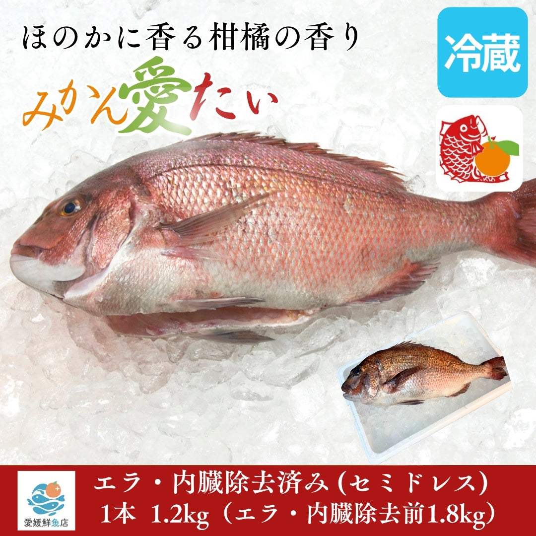 【柑橘香る愛媛のブランド鯛】みかん愛たい 1.8kgサイズ 1本 エラ・内臓除去済み（除去後1.2kg） セミドレス | 活〆 産地直送 冷蔵便  【No.34】