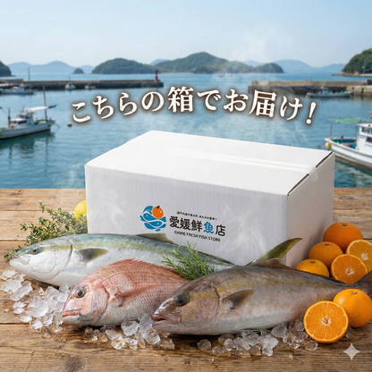 【刺身用・冷蔵】四国・九州産「美鮮の鰤（ブリ）」ハーフロイン（約0.64〜1.12kg／4パック）｜鮮度長持ち・臭みなし【No.04】