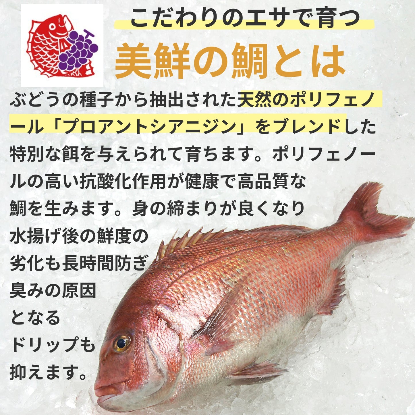【しゃぶしゃぶ用】愛媛県産「美鮮の鯛」スライス（6パック計／約840g）｜さっと湯にくぐらせる絶品タイしゃぶ｜刺身OK｜冷凍便【No.32】