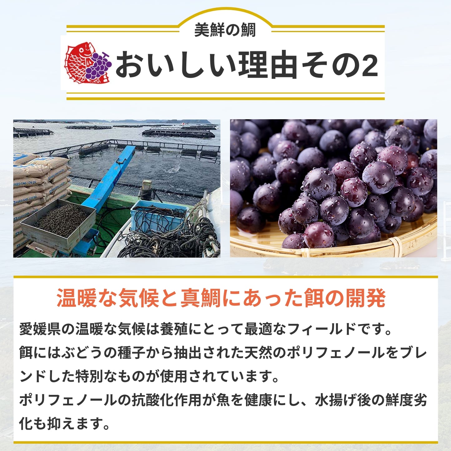 【しゃぶしゃぶ用】愛媛県産「美鮮の鯛」スライス（6パック計／約840g）｜さっと湯にくぐらせる絶品タイしゃぶ｜刺身OK｜冷凍便【No.32】