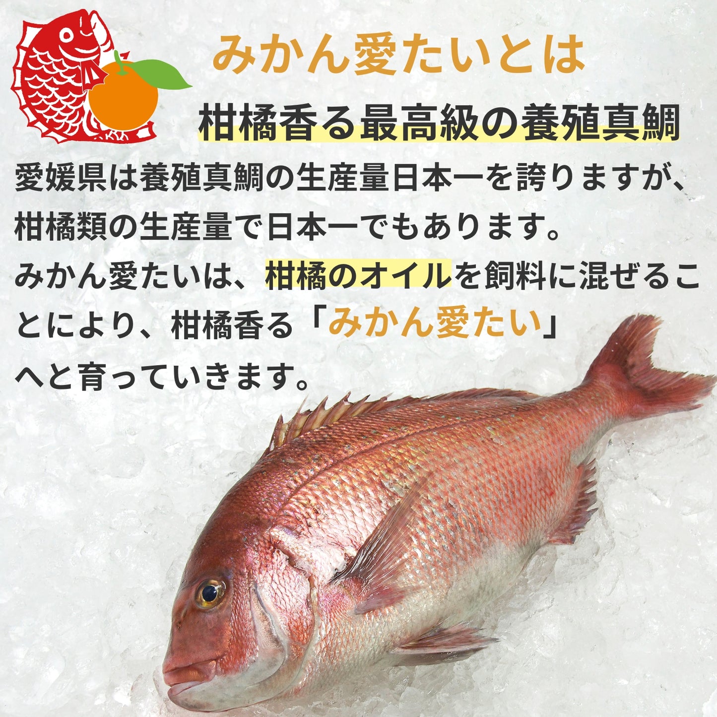 【しゃぶしゃぶ用セット・三種食べ比べセット】美鮮の鰤・美鮮の鯛・みかん愛たい スライス（6パック計／約840g）｜刺身OK｜冷凍便【No.47】