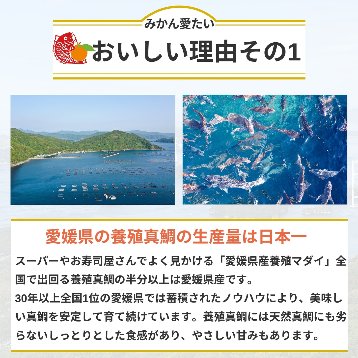 【刺身用・冷蔵】愛媛県産「みかん愛たい（真鯛）」スキンレスロイン（約0.56kg／4パック）｜柑橘香る旨み【No.36】