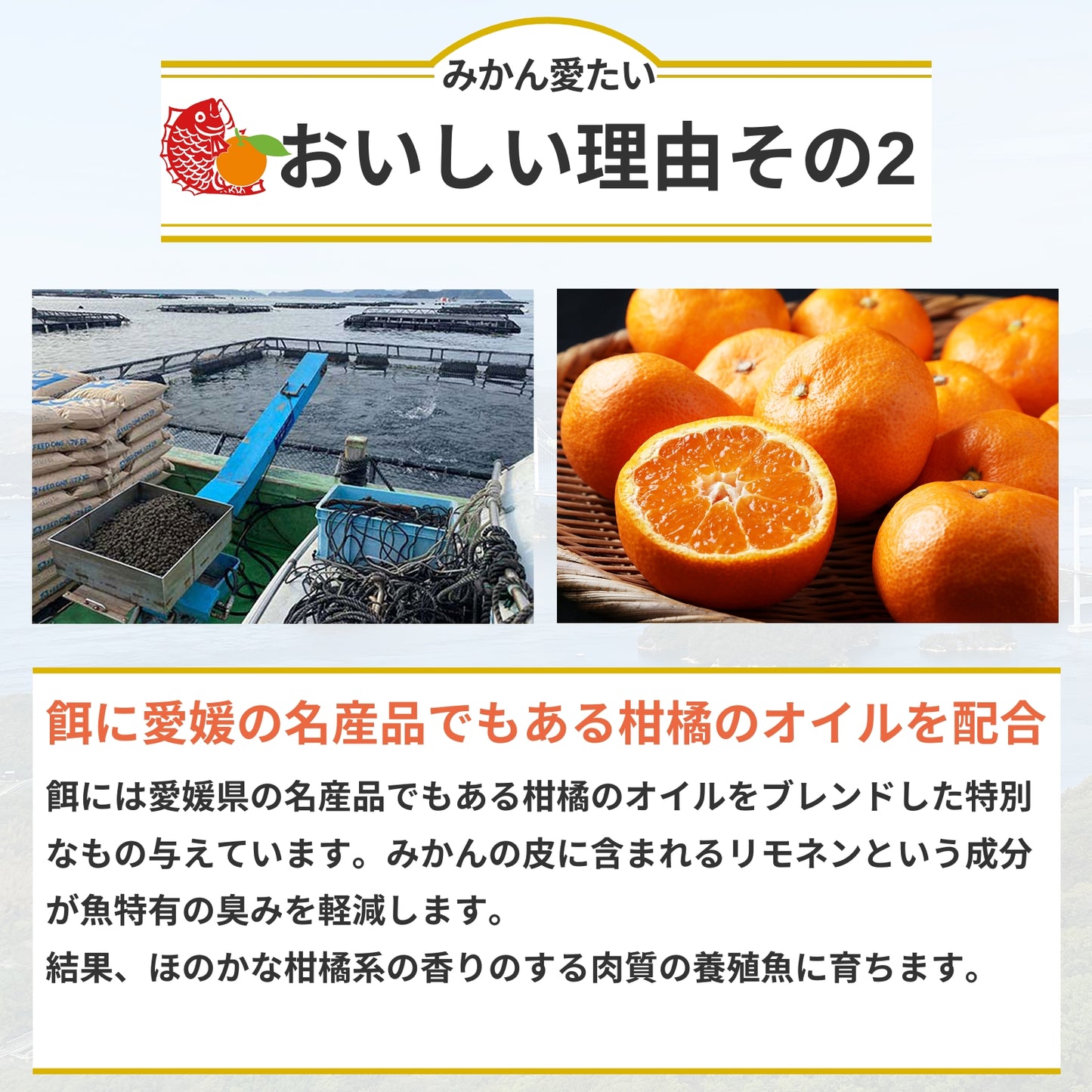 【刺身用・冷蔵】愛媛県産「みかん愛たい（真鯛）」スキンレスロイン（約0.56kg／4パック）｜柑橘香る旨み【No.36】