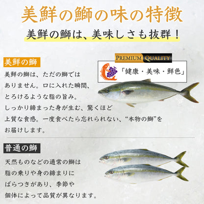 ①【愛媛のブランド鰤 美鮮の鰤】刺身用まるごと1本（約5kg）｜活〆・下処理選択可｜産地直送・冷蔵便