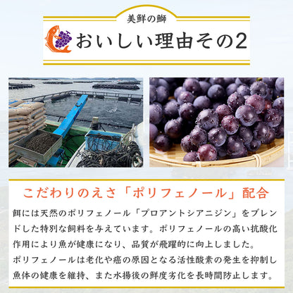 ①【愛媛のブランド鰤 美鮮の鰤】刺身用まるごと1本（約5kg）｜活〆・下処理選択可｜産地直送・冷蔵便