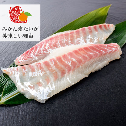 39【柑橘香る愛媛のブランド鯛】みかん愛たい 1.8kg 1本もの | 活〆 産地直送（選べる下処理）冷蔵便